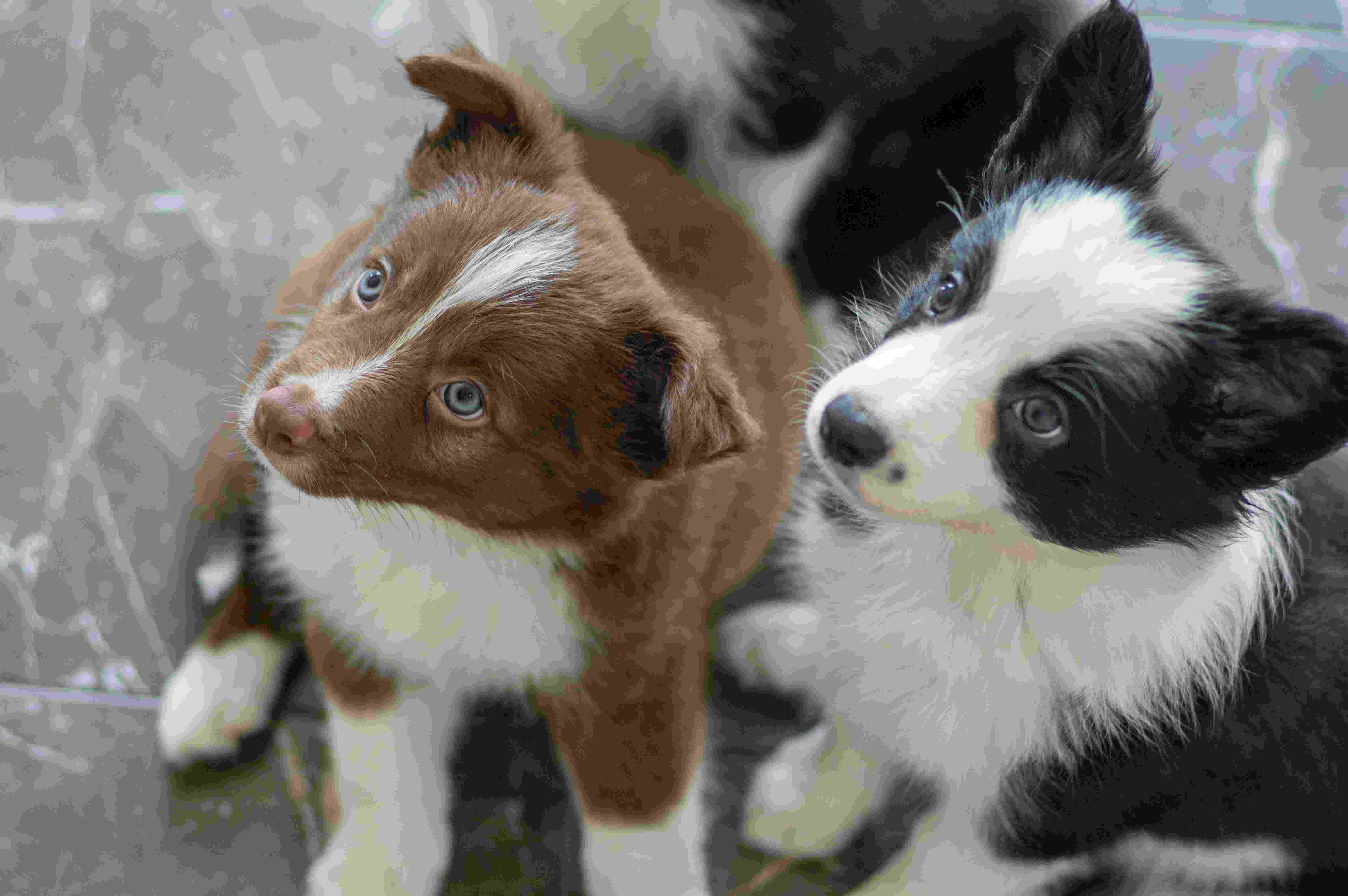 Border Collie Puppy