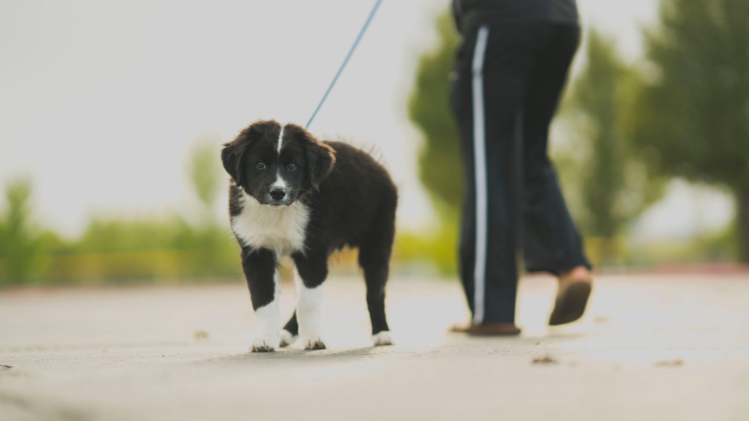 Border Collie Puppy Growth Chart: How Much Should They Weight ...