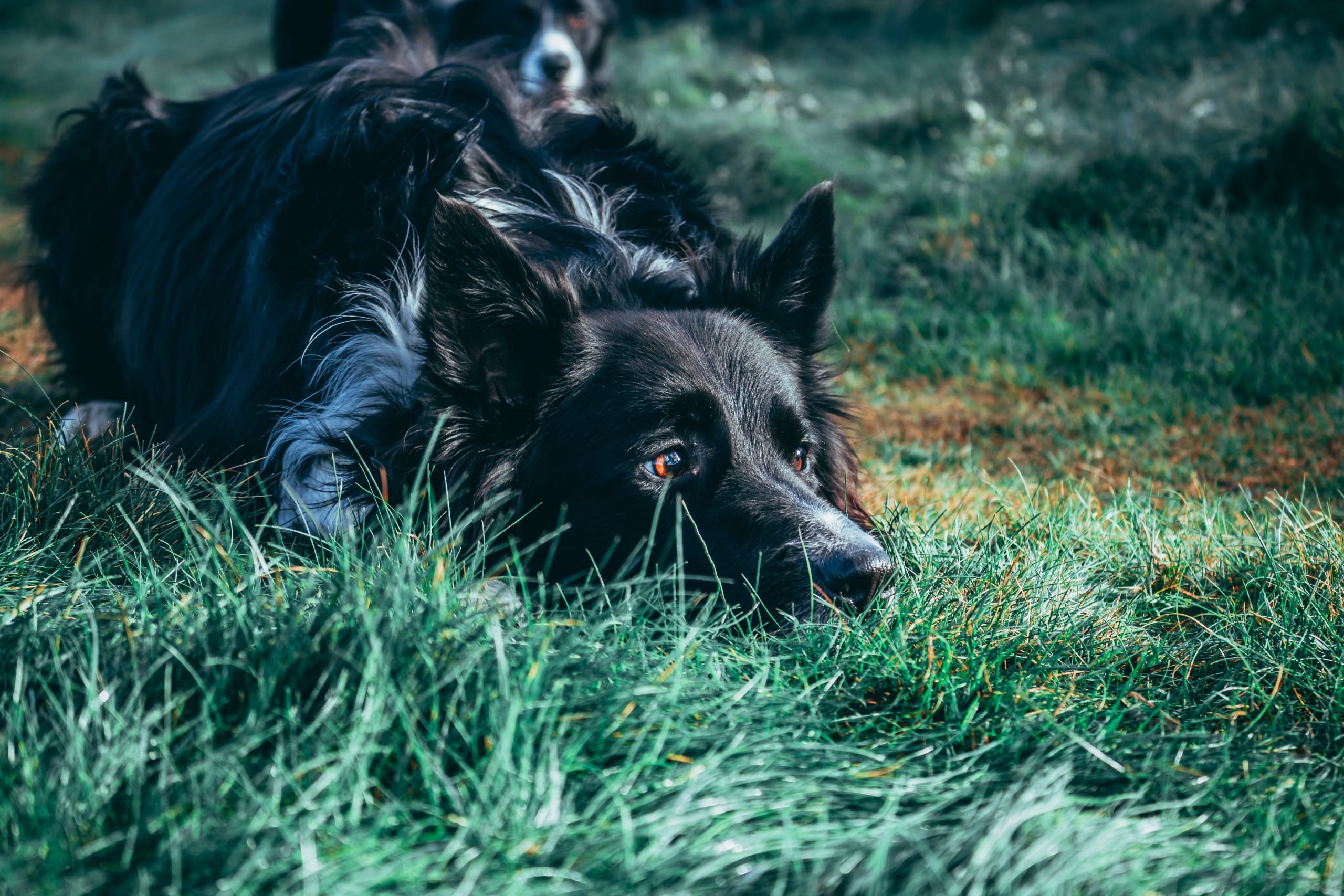 black border collie lying on the grass