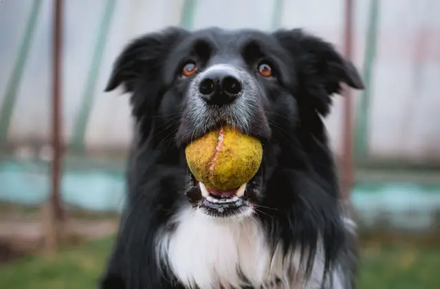 BC with ball on mouth