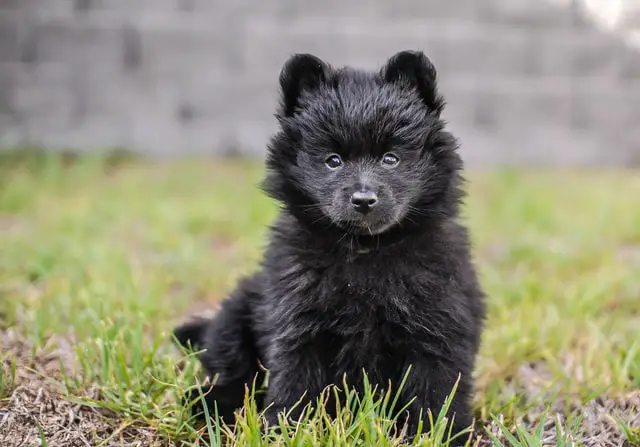 Well-behaved Pomeranian