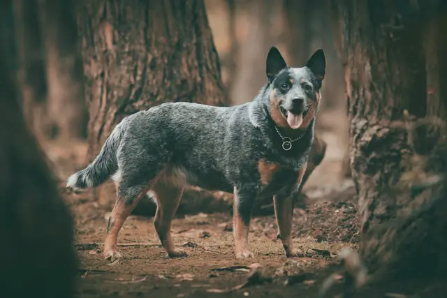 dog standing in the woods
