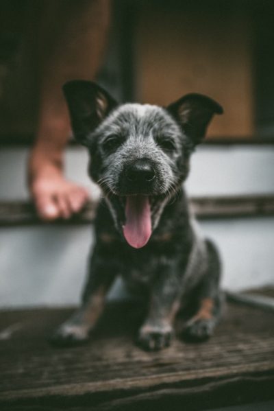 Blue heeler puppy