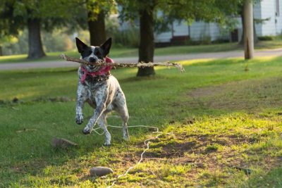 running dog with stick on the mouth