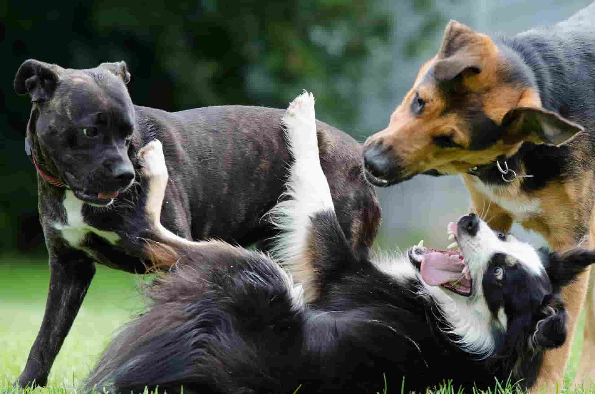 playful border collie