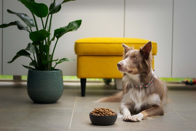 chocolate-feathered dog with food bowl on the side