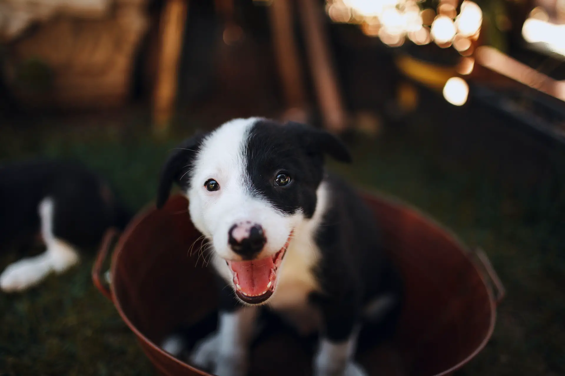 Border Collie puppy in a bucket