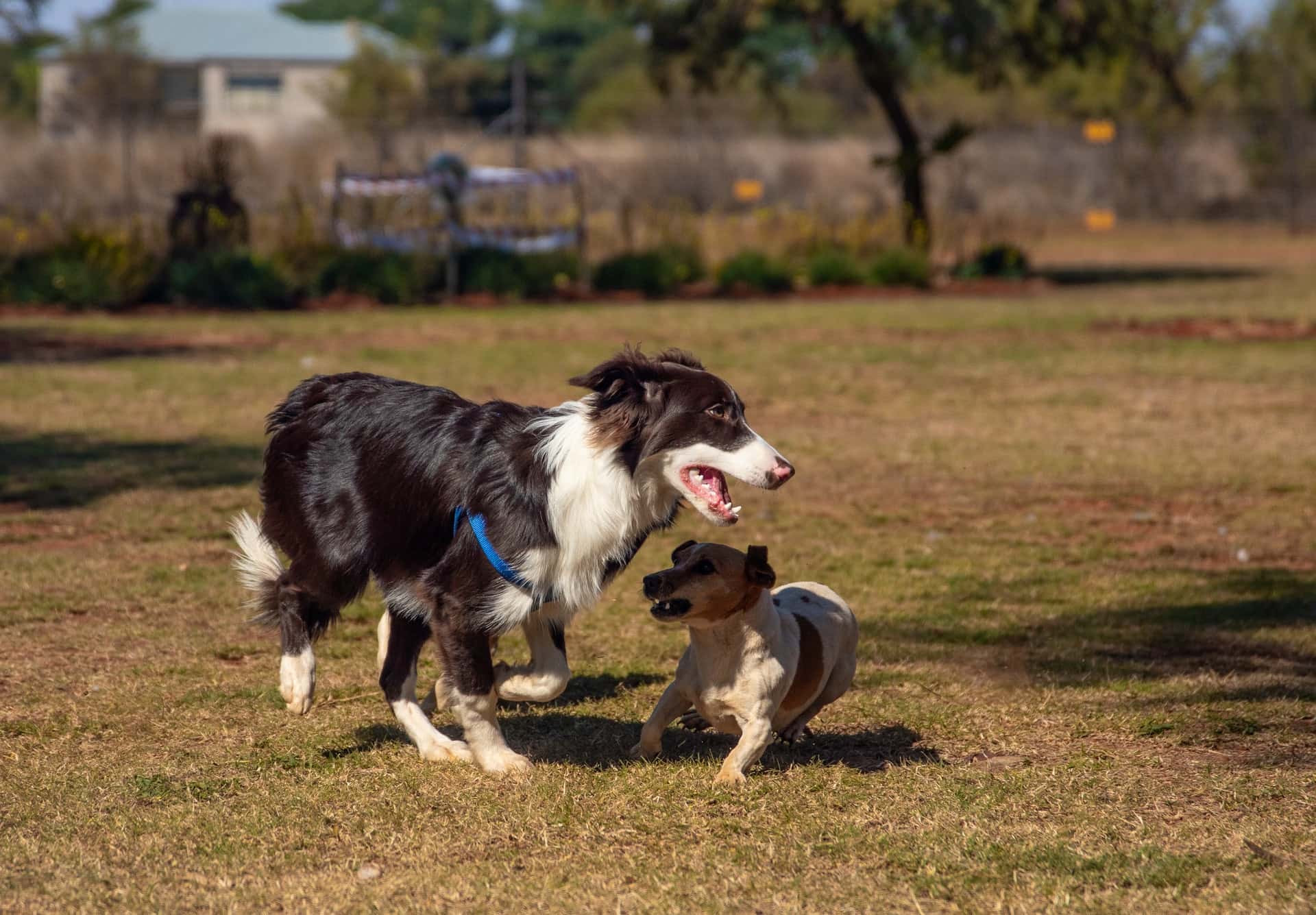 border collie running