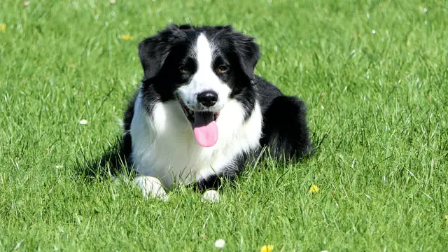 Border collie sitting outside
