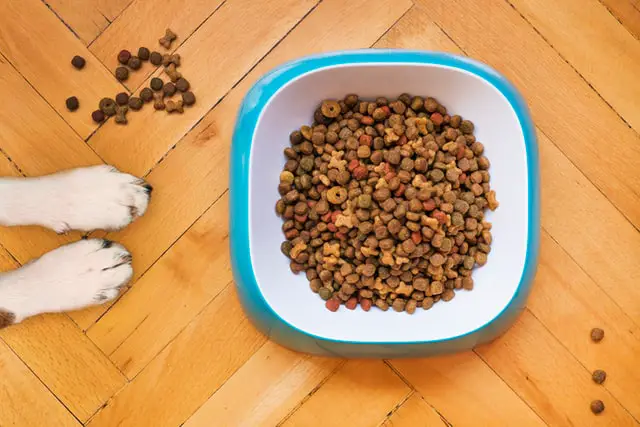 Dog food in a square bowl