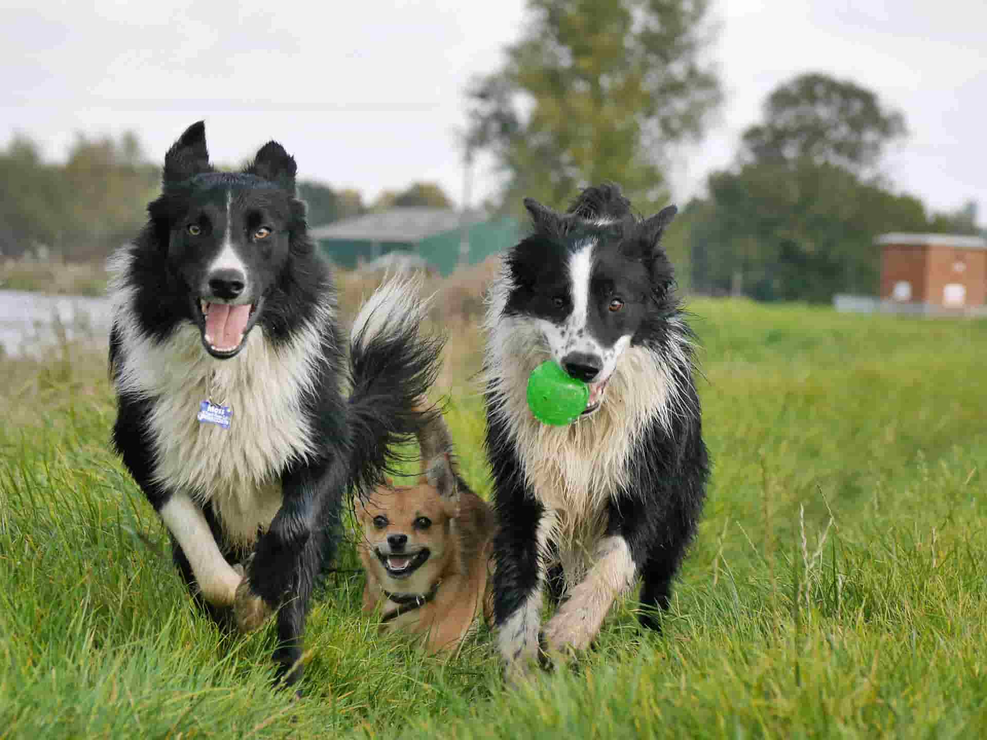 temperament of border collie whippet mix