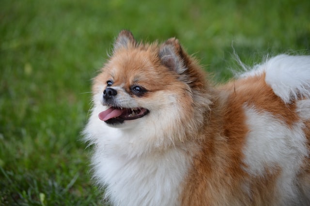 Pomeranian on a brisk walking