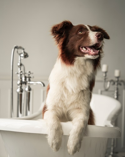 Bathing a border collie