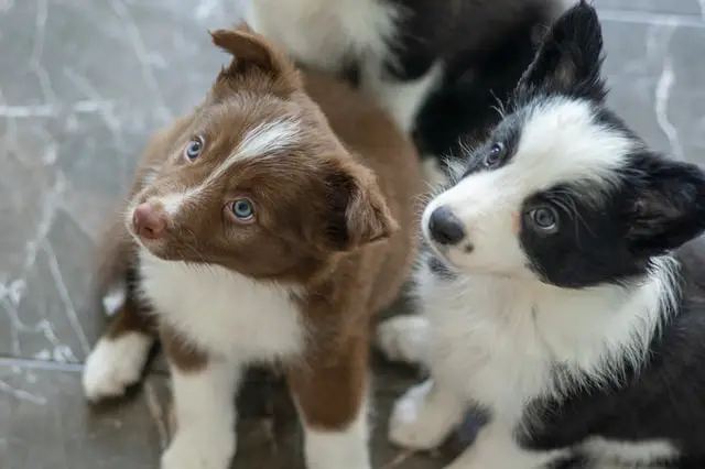 Two BC puppies looking upward