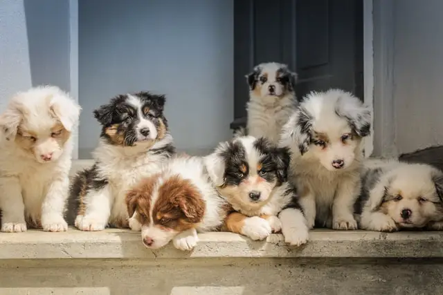 Dogs in a breeding facility