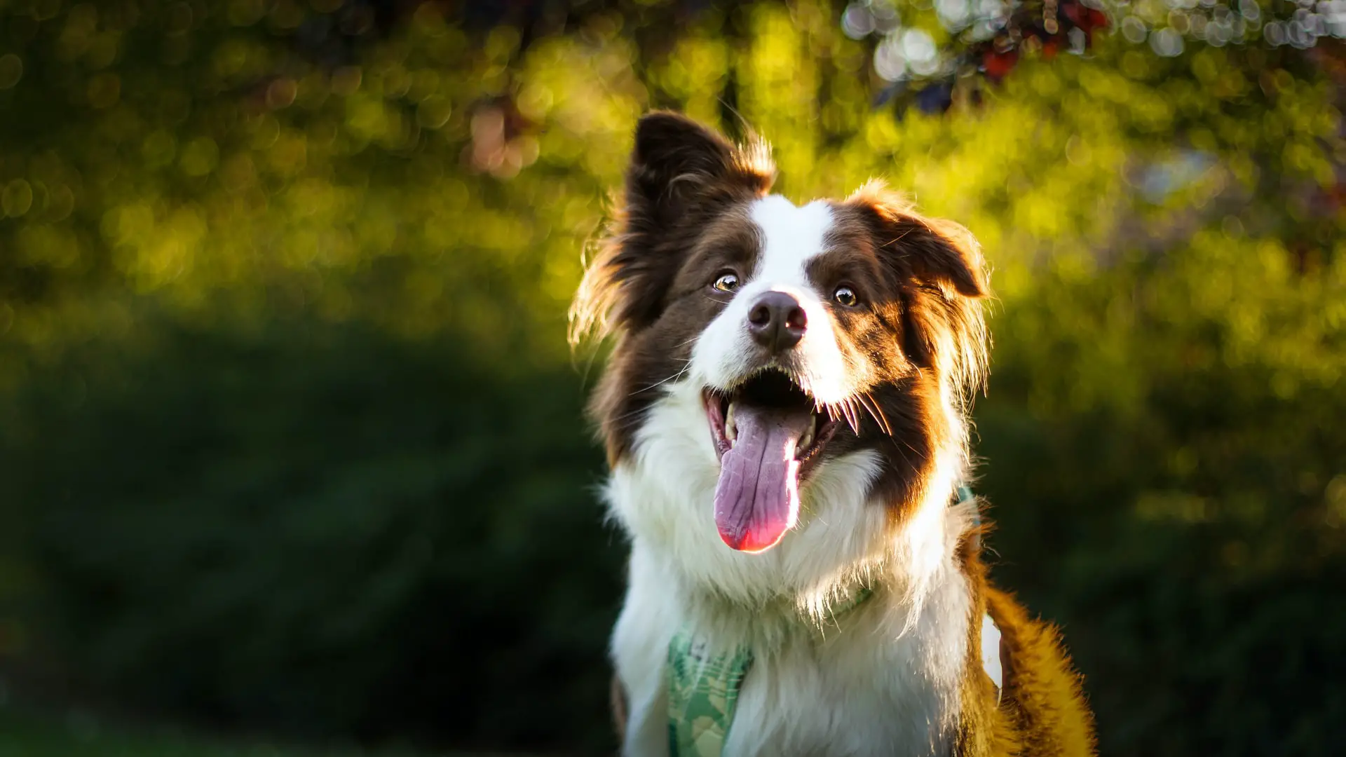 What Is a Smooth Coat Border Collie? - BorderCollieTalk