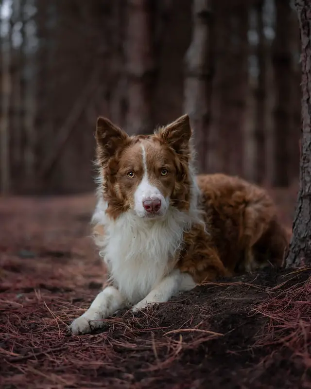 Brown white border collie