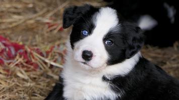 Why Is My Dog's Fur Pink Or Red? - BorderCollieTalk