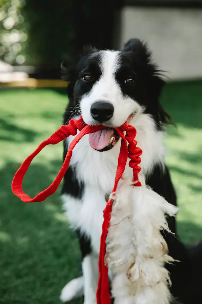 trained rough border collie
