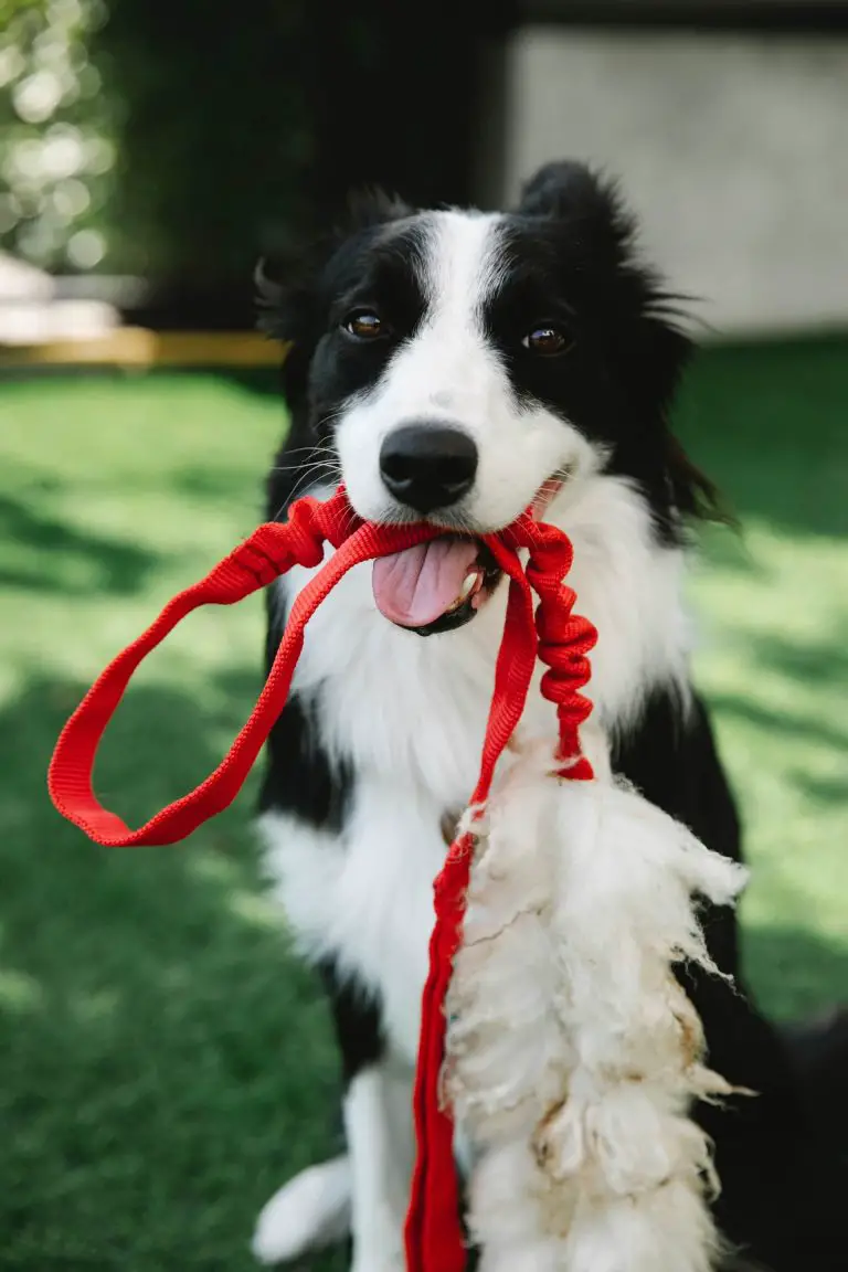 Rough Coat Border Collie What Is it? BorderCollieTalk