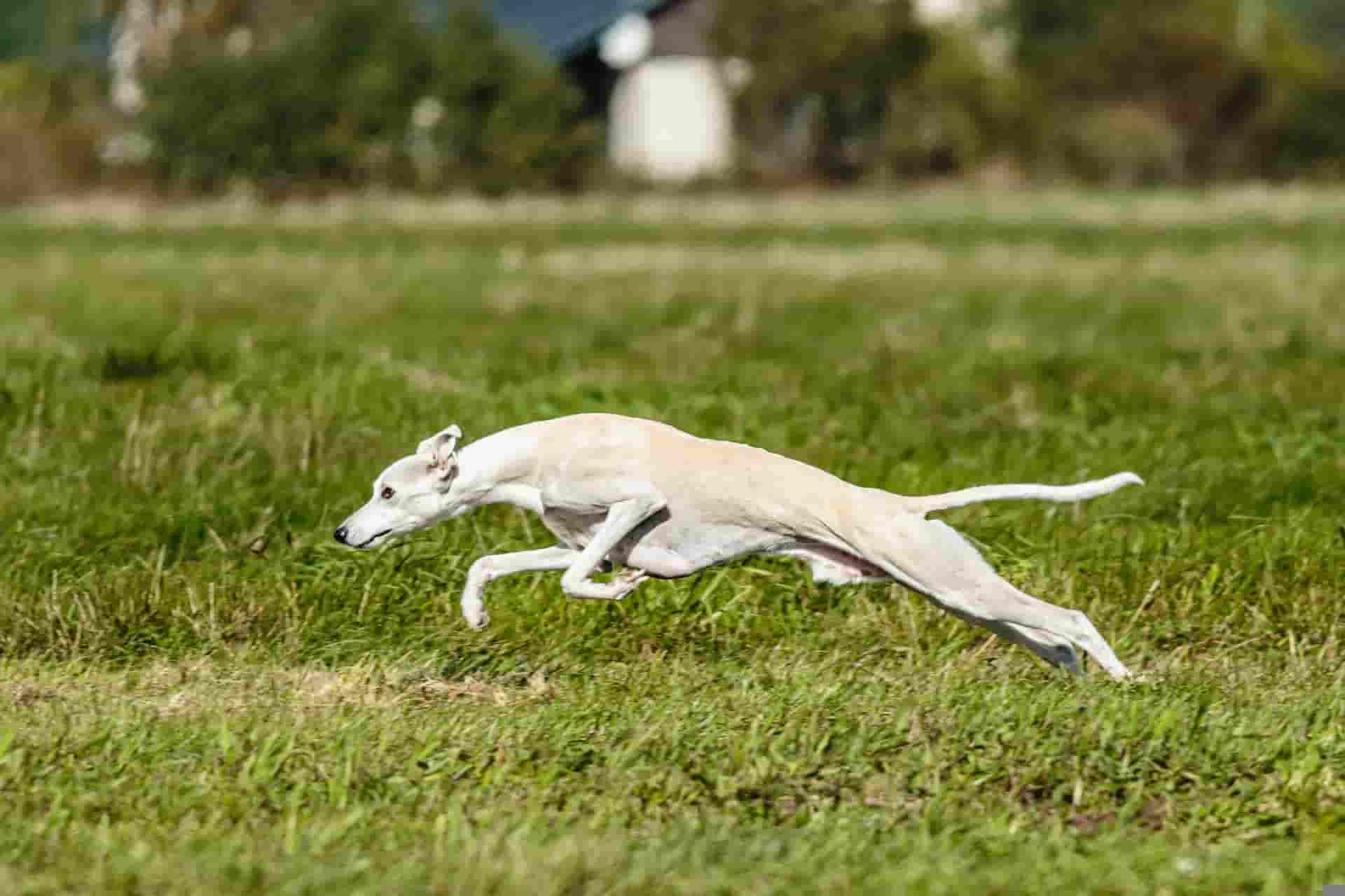 whollie running exercise