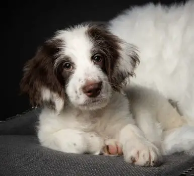 beautiful pup of Border Collie Springer Spaniel mix lying in the chair