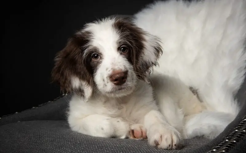 beautiful pup of Border Collie Springer Spaniel mix lying in the chair