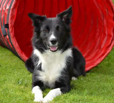 trained Border Collie showcasing beautiful stance