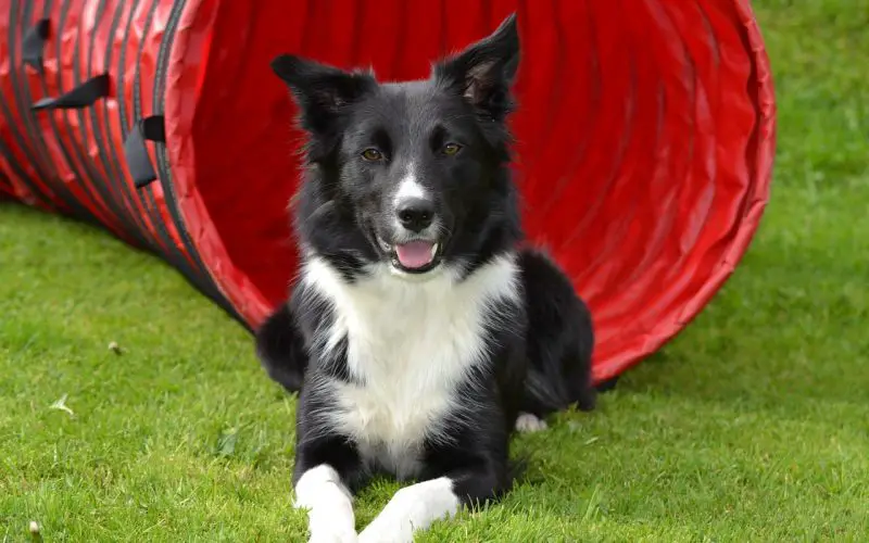 trained Border Collie showcasing beautiful stance