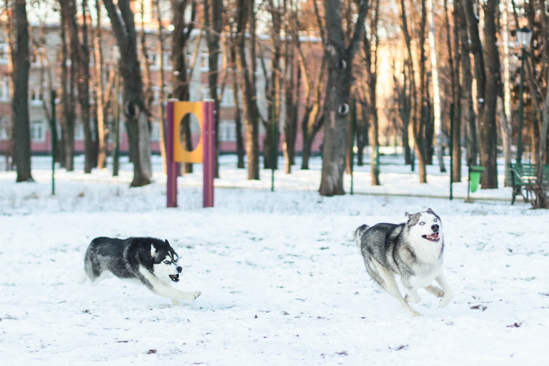 are border collies smarter than huskies