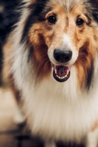 Border collie with big body frame