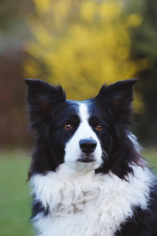 black and white colored border collie