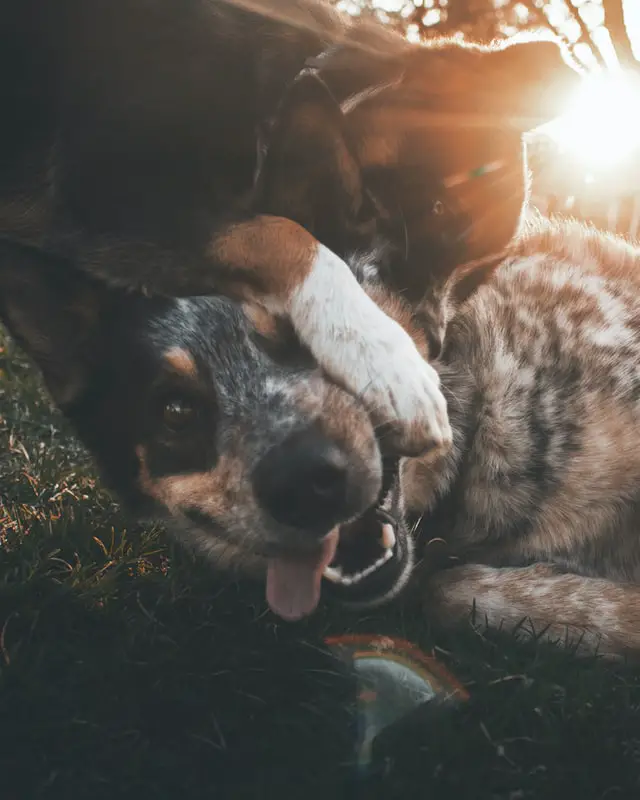 Two blue heelers playing together