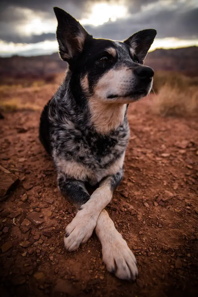 Blue heeler on the outdoor