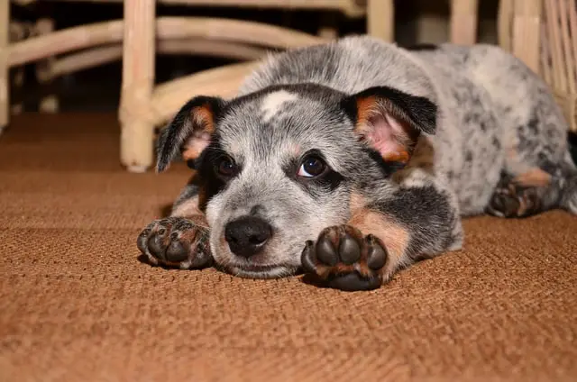 blue heeler pup lying on floor