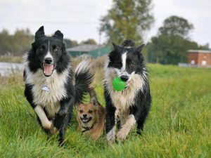 Dogs playing outdoors