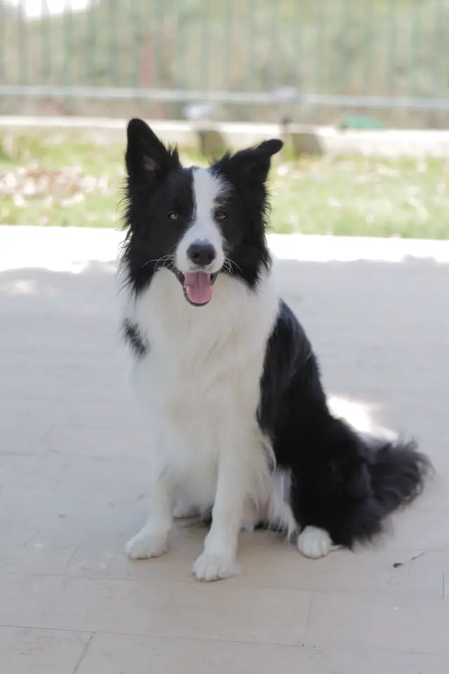 black and white border collie