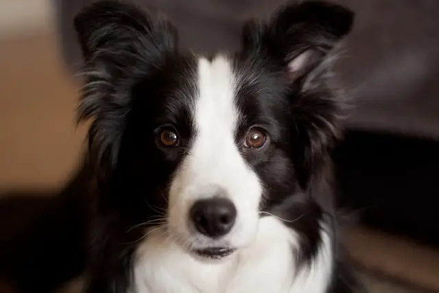 Border Collie staring in front