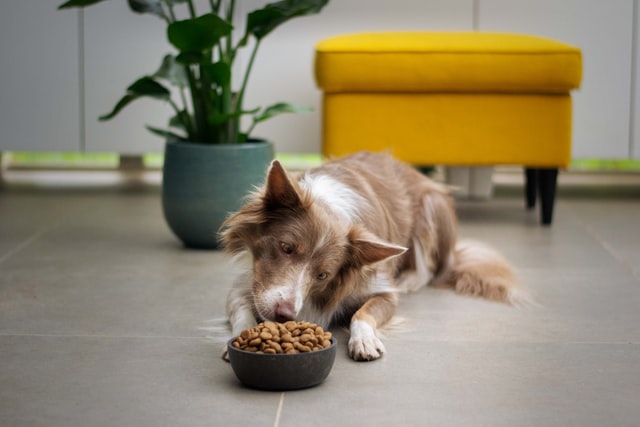 Tan border collie eating