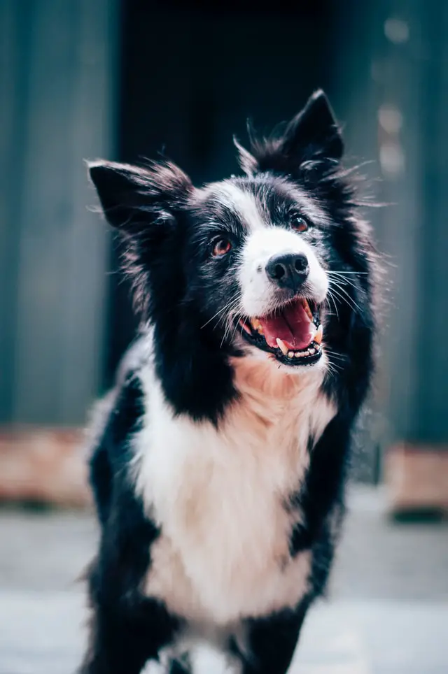 Border collie in focus and listening attentively