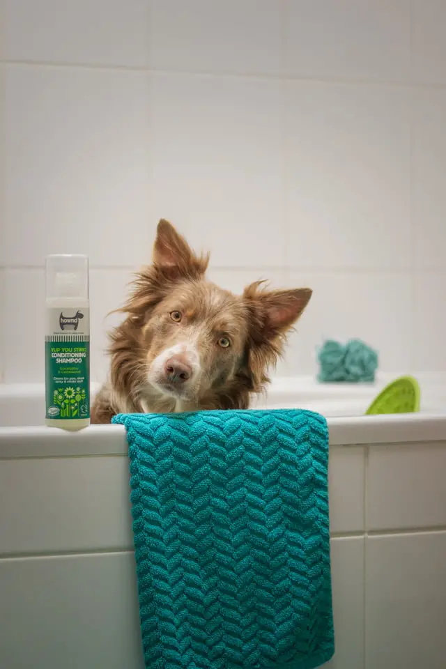 Brown white border collie taking a bath 