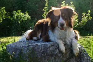 tan and white border collie sitting on a rock