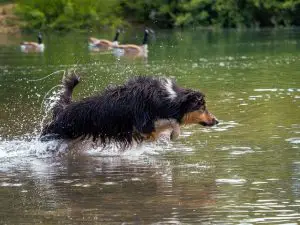 Border collie playing on water