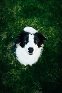 Border collie looking up to his owner