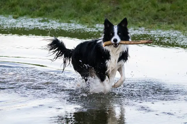 Border Collie with piece of wood on mouth while playing outside 