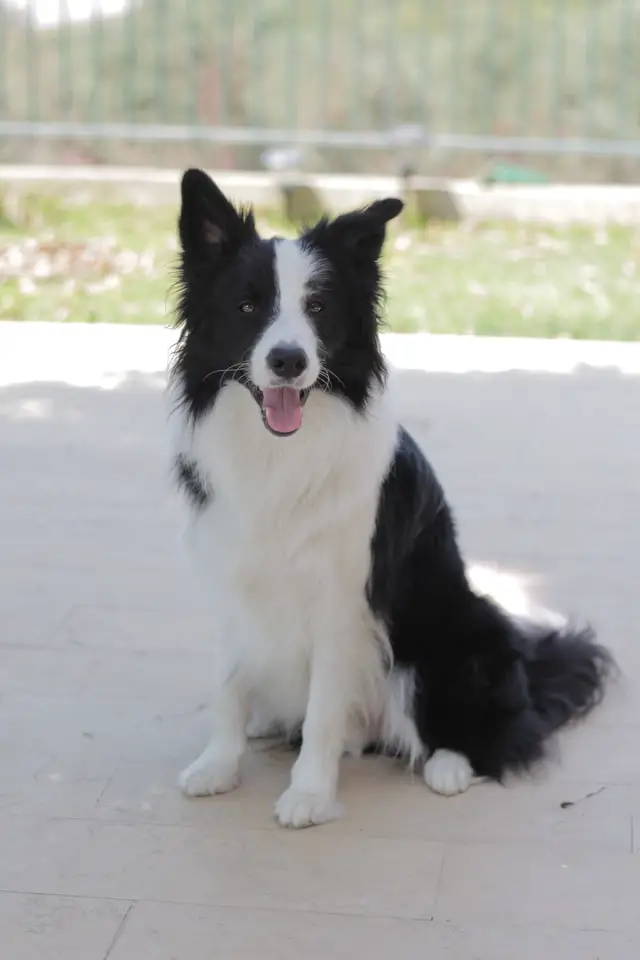 Quietly sitting black and white coated Border Collie