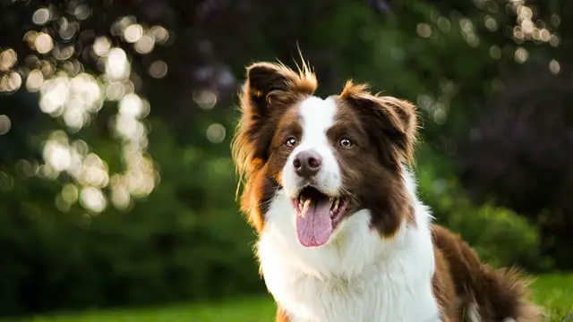 brown white Border Collie with semi-erect ears