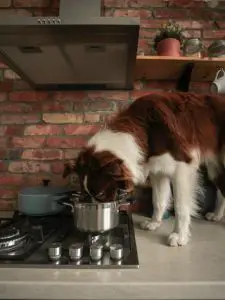Border collie eating directly from pot