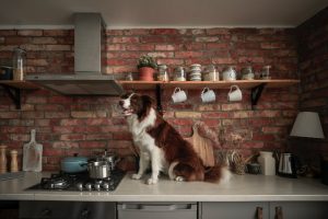 Border collie sitting on kitchen table