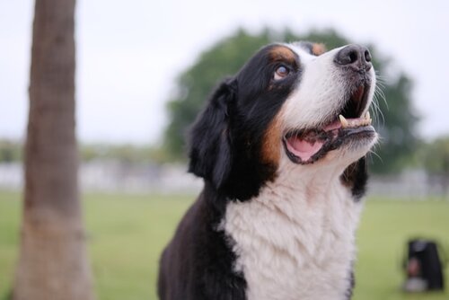 Behave english shepherd